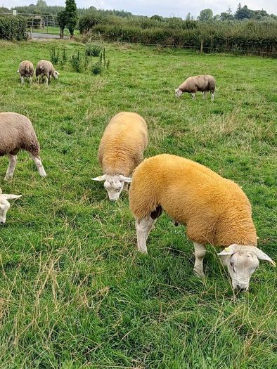 PBR texel ram lambs