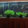 600l fish tank with fish& filter Image 2