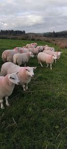 Sheep