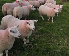 Sheep