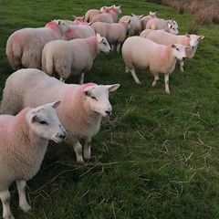 Sheep
