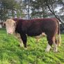 Hereford Bull Image 4