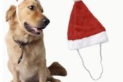 Dog Santa Hat