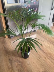 Indoor Palm (Kentia)