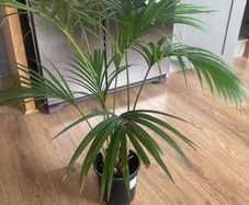Indoor Palm (Kentia)