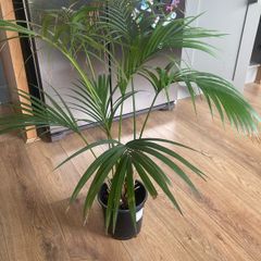 Indoor Palm (Kentia)