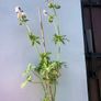 Geranium Mrs Kendal Clark Image 3