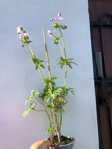 Geranium Mrs Kendal Clark