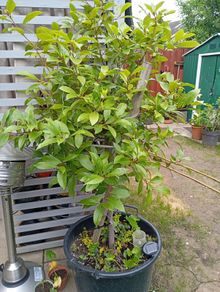 Large  bay leaf