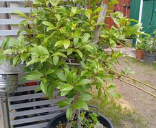 Large  bay leaf