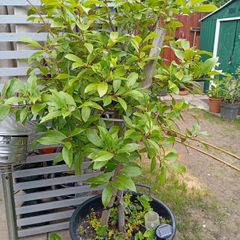 Large  bay leaf