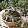 Bonsai tree Image 7
