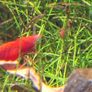 Shrimp and moss Image 10