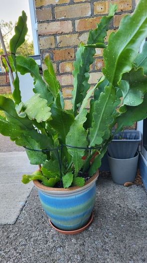 Beautiful Epiphyllum collectible rare cactus. Cuttings or young plant