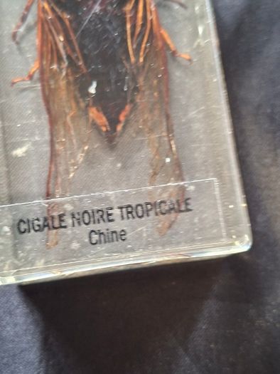 Genuine Collection of 15 Clear Resin Exotic Insects and Arachnids Price is for 1 only