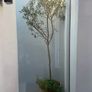 Olive Tree Image 5