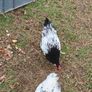Chickens, (Cockerels and Pullets) Image 6
