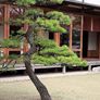 Japanese Black Pine Seeds Image 4