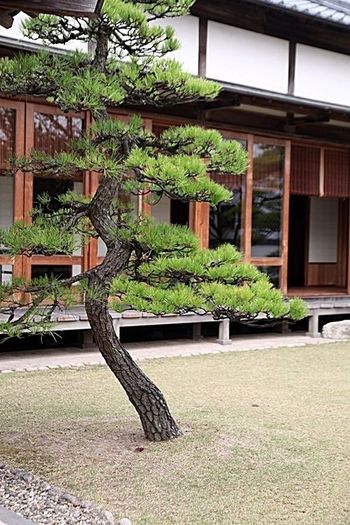 Japanese Black Pine Seeds