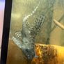 pleco Image 2