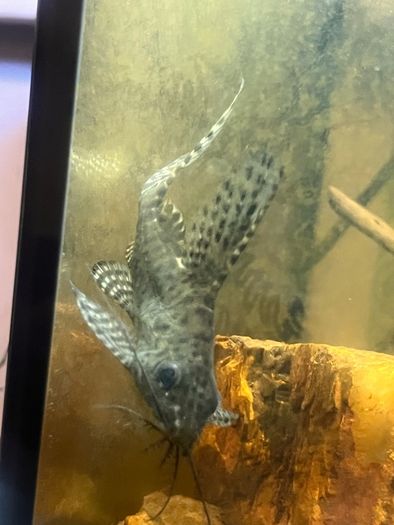 pleco