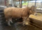 Beef cattle
