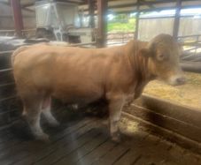 Beef cattle