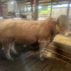 Beef cattle