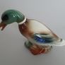 Mallard Duck Image 2