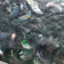 Ceramics Inks Kiln equipment etc. Image 10