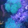 Coral frags Image 7