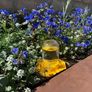 Honeycomb Bee & Butterfly Watering Tool Image 2