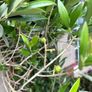 Extra large approx 200cm x 110cm fruit bearing very established olive tree no pot Image 8