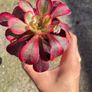 plant Image 2