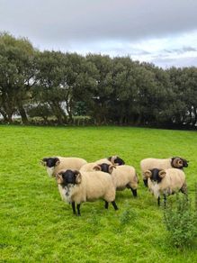 Rams