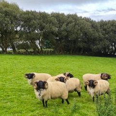 Rams