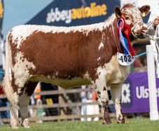 Pedigree Irish Moiled heifer
