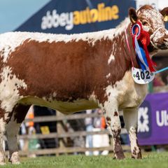 Pedigree Irish Moiled heifer