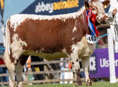 Pedigree Irish Moiled heifer