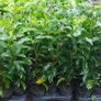 Portuguese Laurel Image 4