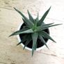 Haworthia succulents Image 3