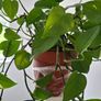 Home plant Image 3