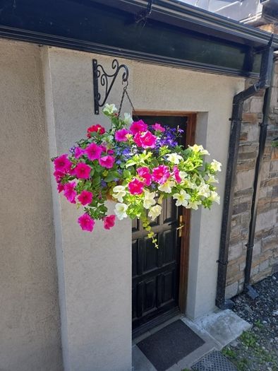 Hanging basket