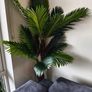 Palm Tree Image 3