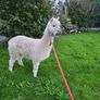 Alpaca Image 2