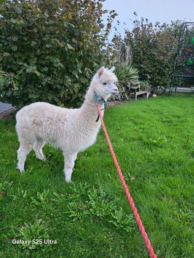 Alpaca