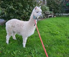 Alpaca