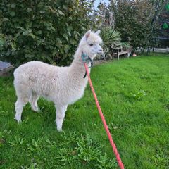 Alpaca