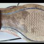 Boys communion shoes size 1.5 Image 3