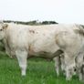 Bostonia Livestock Breeding Females Image 2